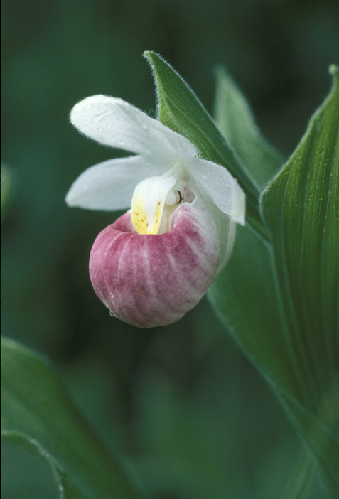 showy lady slipper