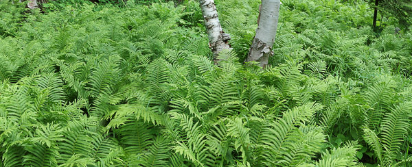 ferns and birches pano