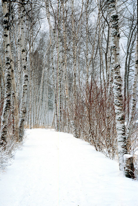 winterbirchpath